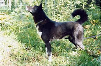 樺太犬（イーストシベリアンライカ）