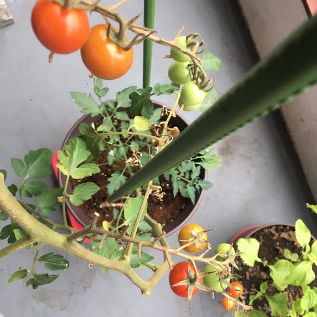 ベランダ菜園のミニトマト3 4 5個目 ナンシースカーレットのペペロンの冒険