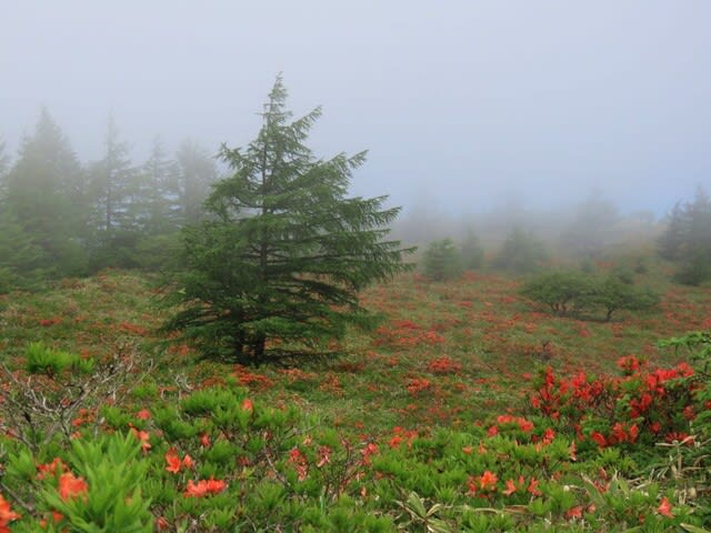 鉢伏山の霧と蓮華躑躅