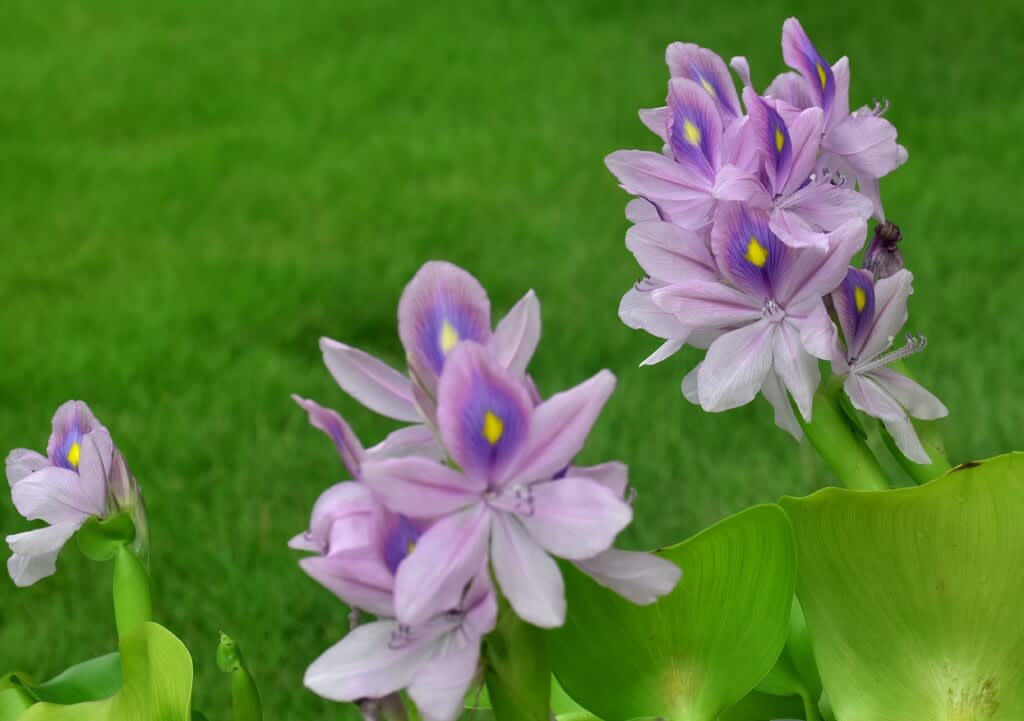 ホテイソウ またの名を ホテイアオイ らい君とわたしのさんぽ道