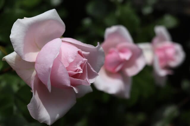 バラ 上品なピンクのプチトリアノン 他にも色々 お庭の出来事２ つづきです