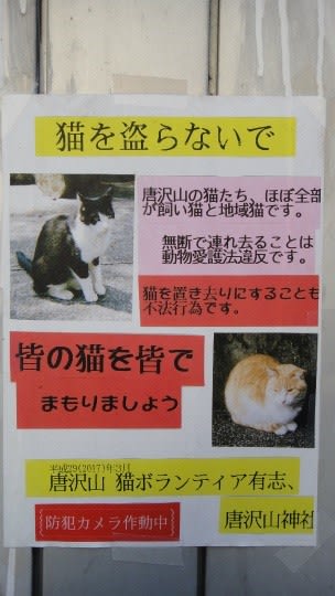 ネコいっぱい 栃木県の唐澤山神社は猫の神社だ 最終回 スターキャットと大切なお話 うさぎ学園 多趣味部