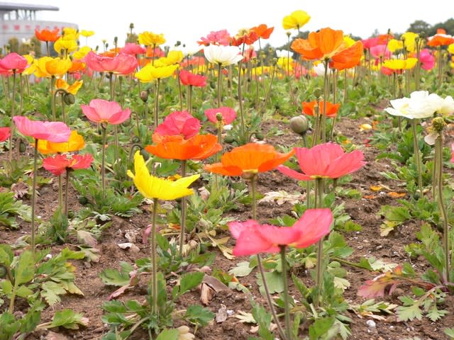 春の花 アイスランドポピー 田舎へ行ってご 見てご 春の花 アイスランドポピー 田舎へ行ってご 見てご