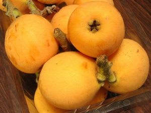 biwa095.jpg: 収穫したびわの実
