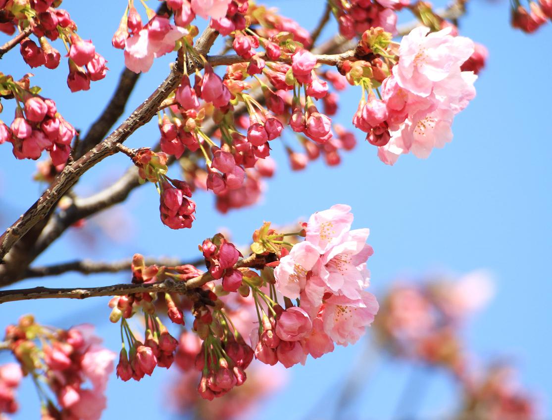 みささがPKの陽光桜の画像