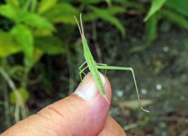 ショウリョウバッタ 精霊蝗虫 の幼虫 大きくなるよ 温泉ドラえもんのブログ