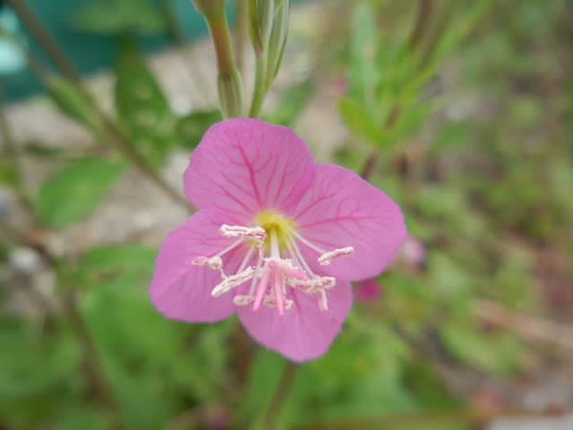 散歩花写真 ユウゲショウ 夕化粧 ウォーキングで花を観察し四季を感じる 季節の花地図を作ろう