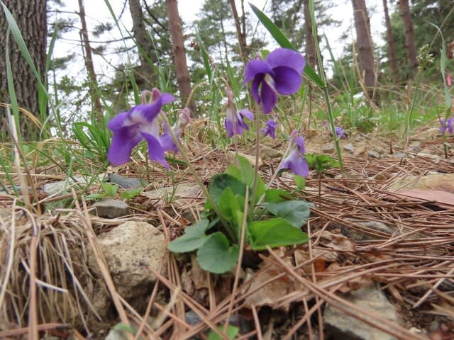 高ボッチ高原・鉢伏山で最近咲いている花　ニオイタチツボスミレ（匂立坪菫）