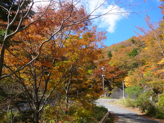 道志道の紅葉 相模の国の散策だより