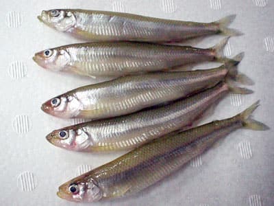 シンコ イカナゴ 白魚など 小さな魚 のブログ記事一覧 世の中のうまい話