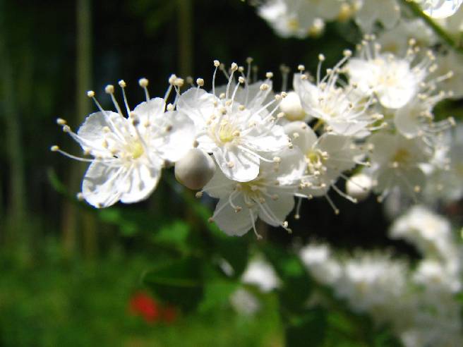 オシベの長い白い花 横浜のほほん