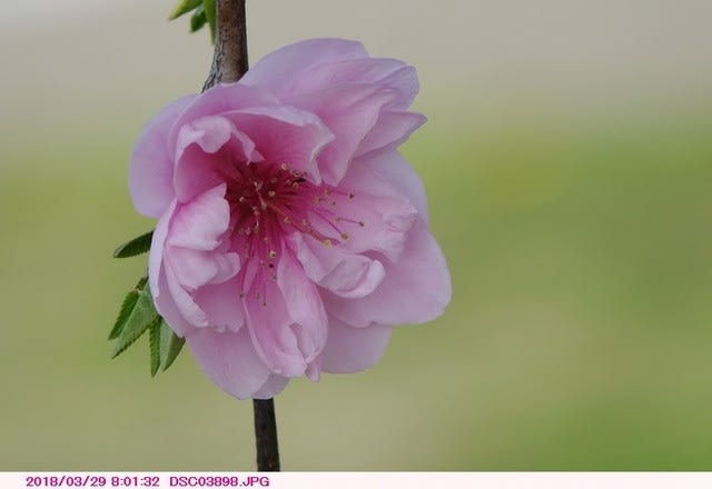 源平枝垂れ桃の花一輪 - 散歩写真