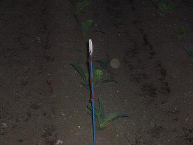 高原野菜農家の徒然日記