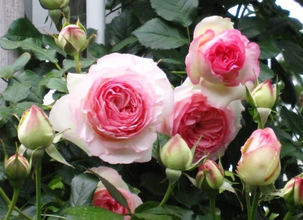 バラ 薔薇 花の女王 色 形 変化に富む豪華な花姿から く にゃん雑記帳