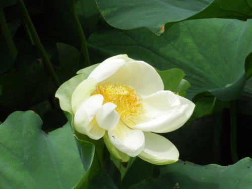 松本城の蓮の花