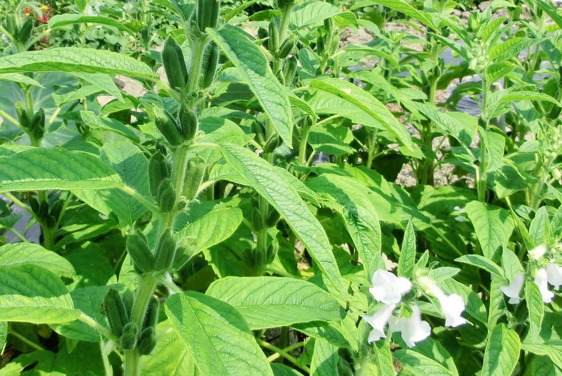 ゴマ 胡麻 の花 ゴマ科 ひげ爺さんのお散歩日記 2 ゴマ 胡麻 の花 ゴマ科 ひげ爺さんのお散歩日記 2