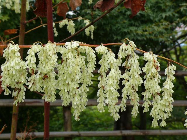 イタドリ 虎杖 Peaの植物図鑑