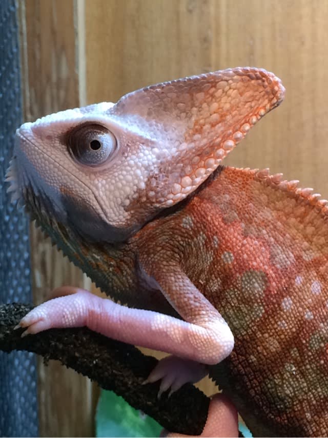 SALE／80%OFF】 高品質 エボシカメレオン Veiled chameleon 頭骨