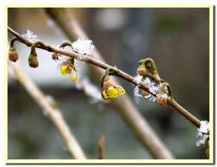 雪にちぢこまるマンサクノ花