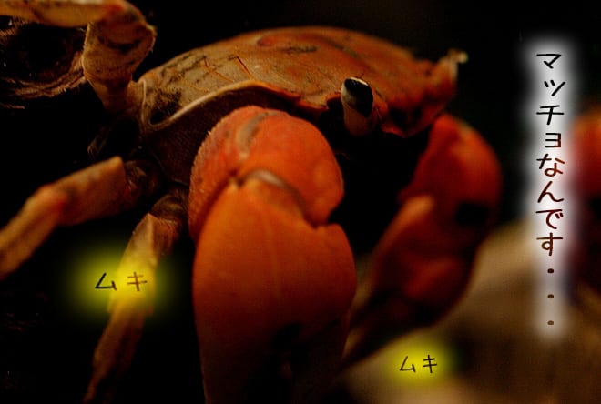 只のカニではありません アクアリウム症候群 只のカニではありません アクアリウム症候群