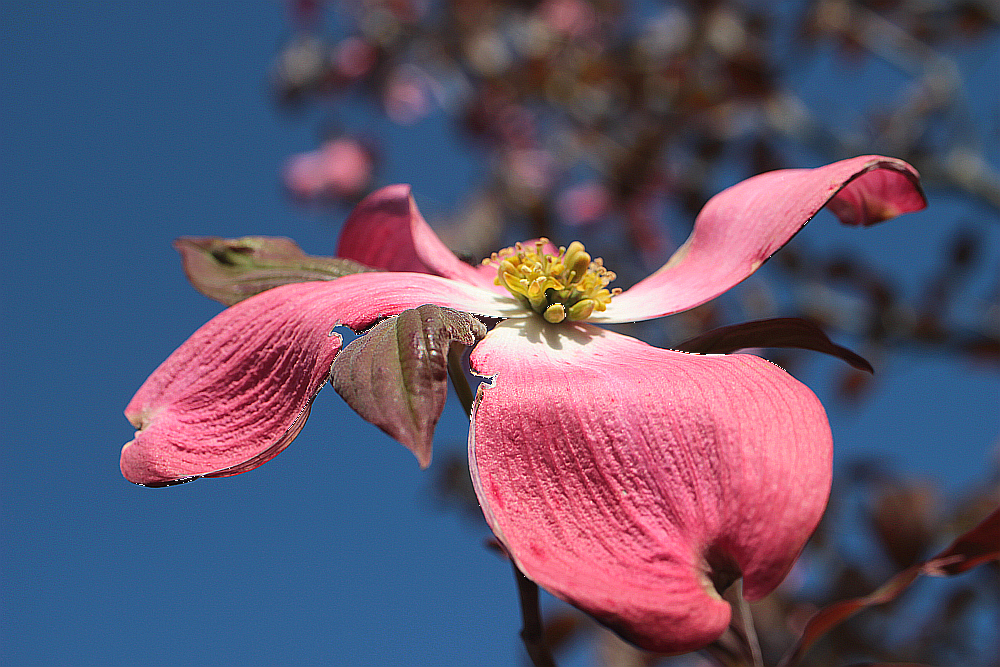 樹に咲く花 44 ミズキ科のハナミズキ アブリル どこにでもあり どこにもない