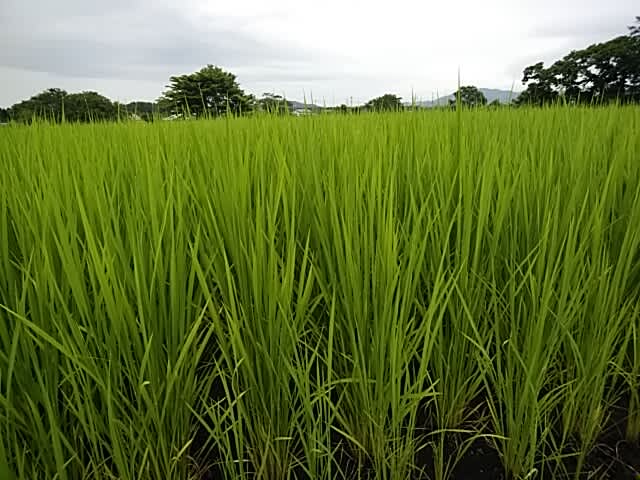季語 稲 中西碧秋 稲の穂の寂光芒より淋し 空見日和 季語 稲 中西碧秋 稲の穂の寂光芒より淋し 空見日和