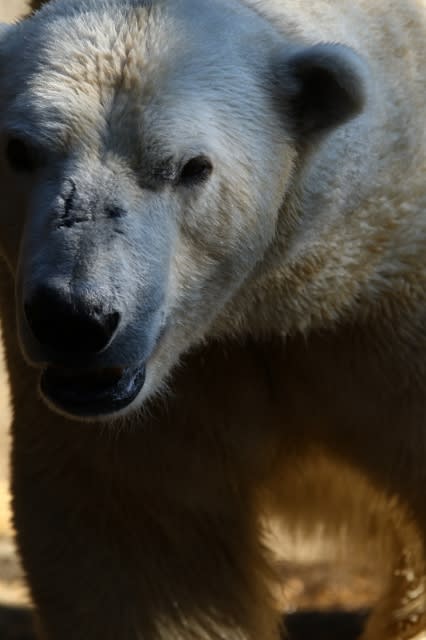 地上最強の動物 ゆっくり動物園散歩 ちいくま写真館