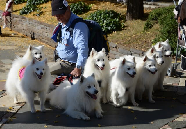 白い犬 １ 北の大地そして東京