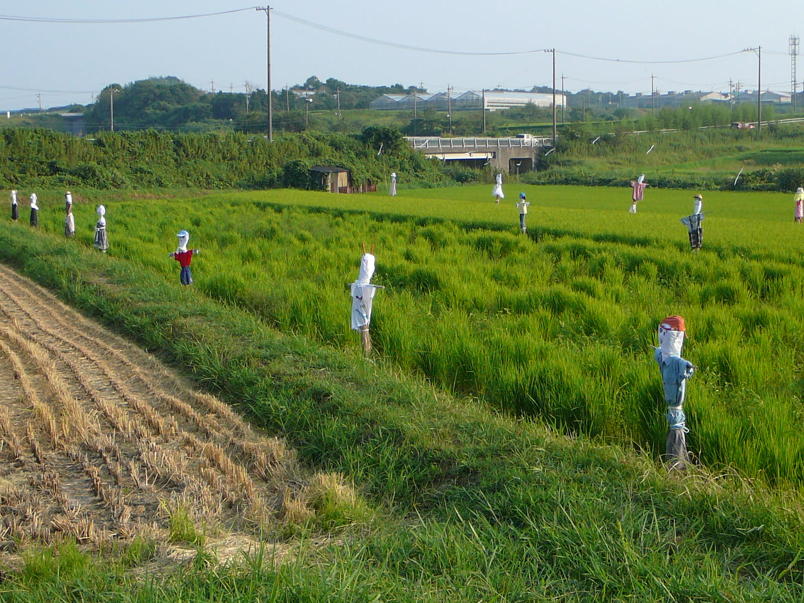 案山子の居る田圃の画像