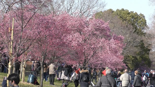 大阪 鶴見緑地の河津桜も満開だ 狸舟 りしゅう の ネットストリーム