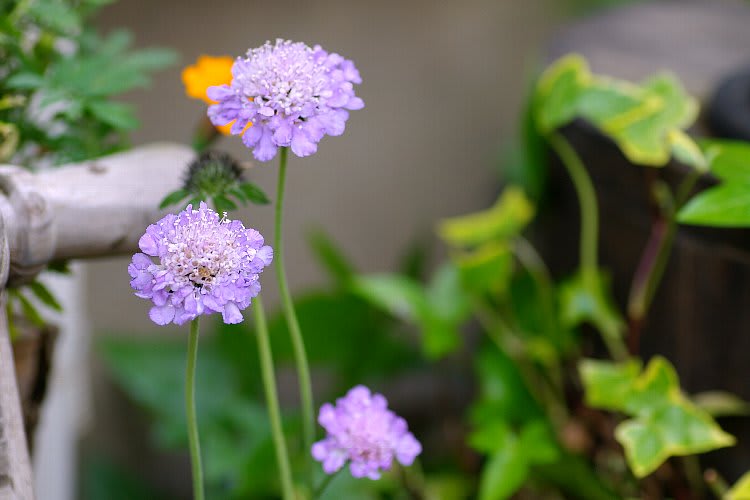 セイヨウマツムシソウ 西洋松虫草 Scabiosa Atropurpurea Flower Photograph