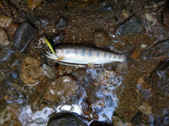 南信州の渓流でイワナ アマゴ釣り ８月６日 こりんの遊び部屋