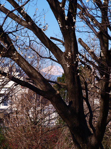 Umenifuji110305 Umenifuji110305