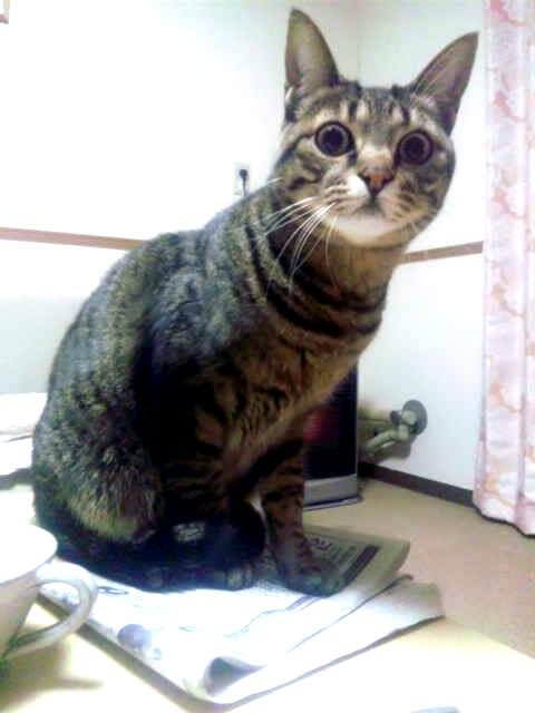 原種 にゃんこの森