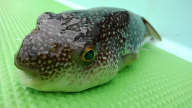 年5月のブログ記事一覧 釣 食 感 年5月のブログ記事一覧 釣 食 感