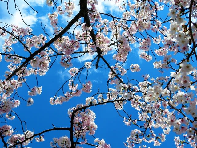 河津桜の葉桜がきれいですよ あいlove 空