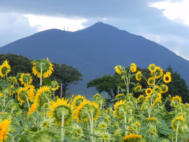 東北八重