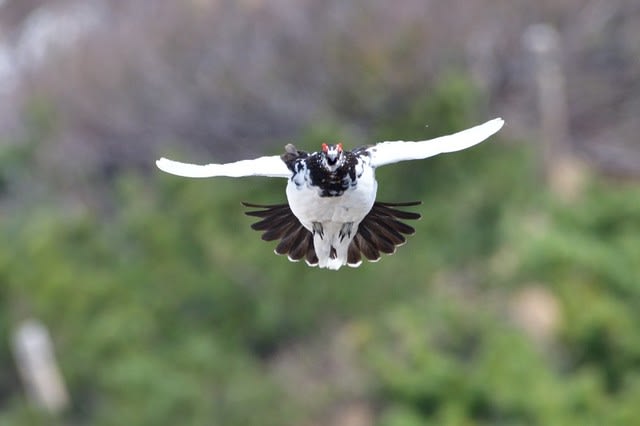 ライチョウ 喜 寿の野鳥観察