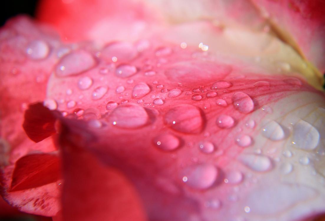 雨の後の薔薇の画像