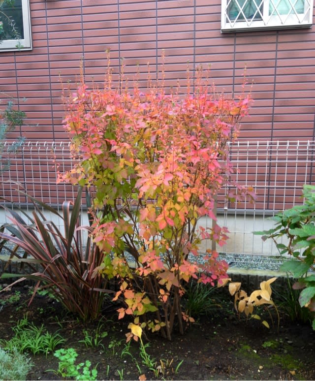ミツバツツジの紅葉 かながわハーブナーセリー園主のブログ ハーブと暮らす365日 ミツバツツジの紅葉 かながわハーブナーセリー園主のブログ ハーブと暮らす365日