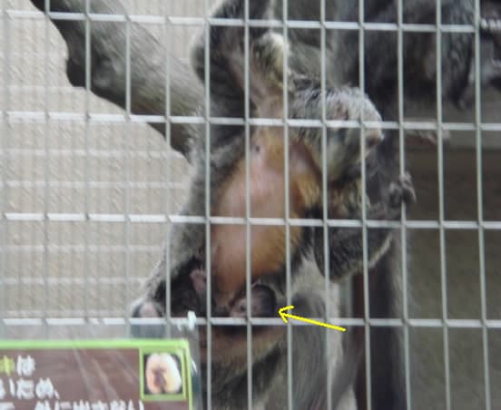 シロガオサキの赤ちゃん 上野動物園での んびり観察