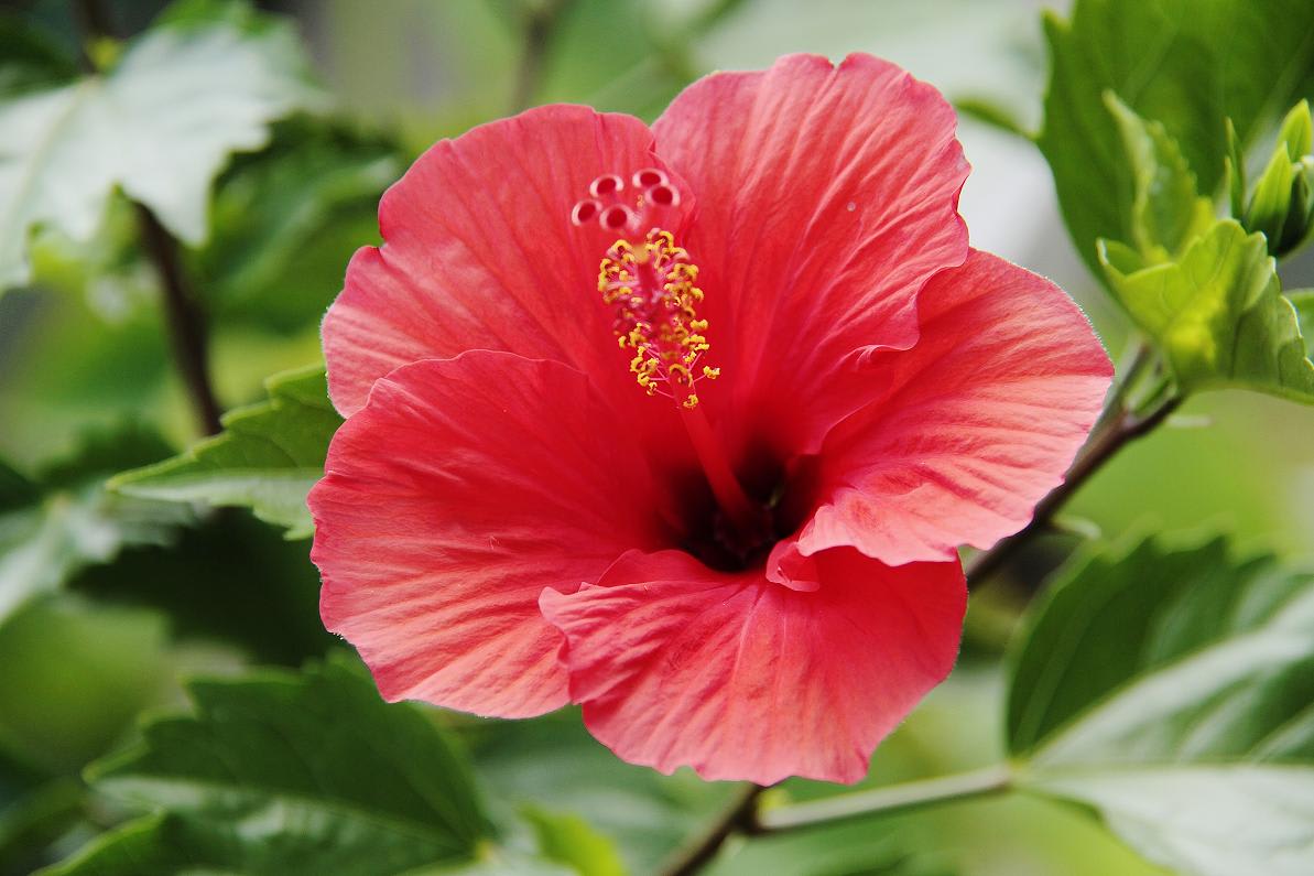 真夏日「今日は蒸暑い」の画像