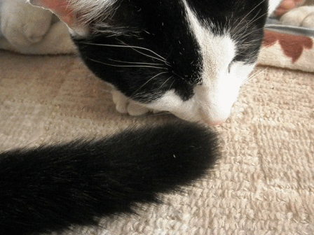 11年2月のブログ記事一覧 2ページ目 レオままの気まぐれ猫日記 11年2月のブログ記事一覧 2ページ目 レオままの気まぐれ猫日記