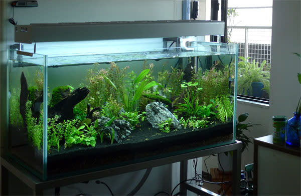 水草入れて10日 自分で自分を癒したい 水草入れて10日 自分で自分を癒したい