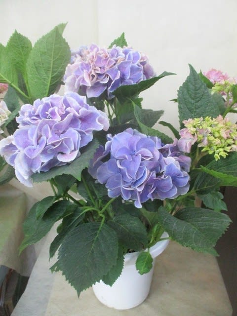 紫陽花テールを入荷致しました プレゼント用 神奈川県 茅ケ崎市の花屋 さんこう生花店 のgooブログ