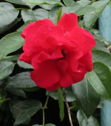 深紅のつるバラ トラディション 95 春薔薇シリーズ 71 野の花 庭の花