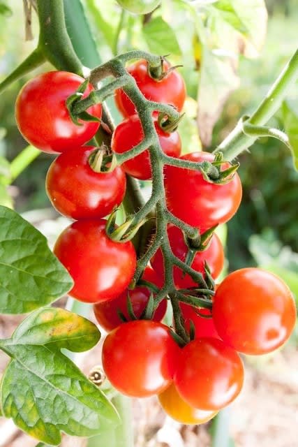 無肥料自然栽培 農薬不使用 自然農 固定種 アロイトマト たね10粒 - 果菜