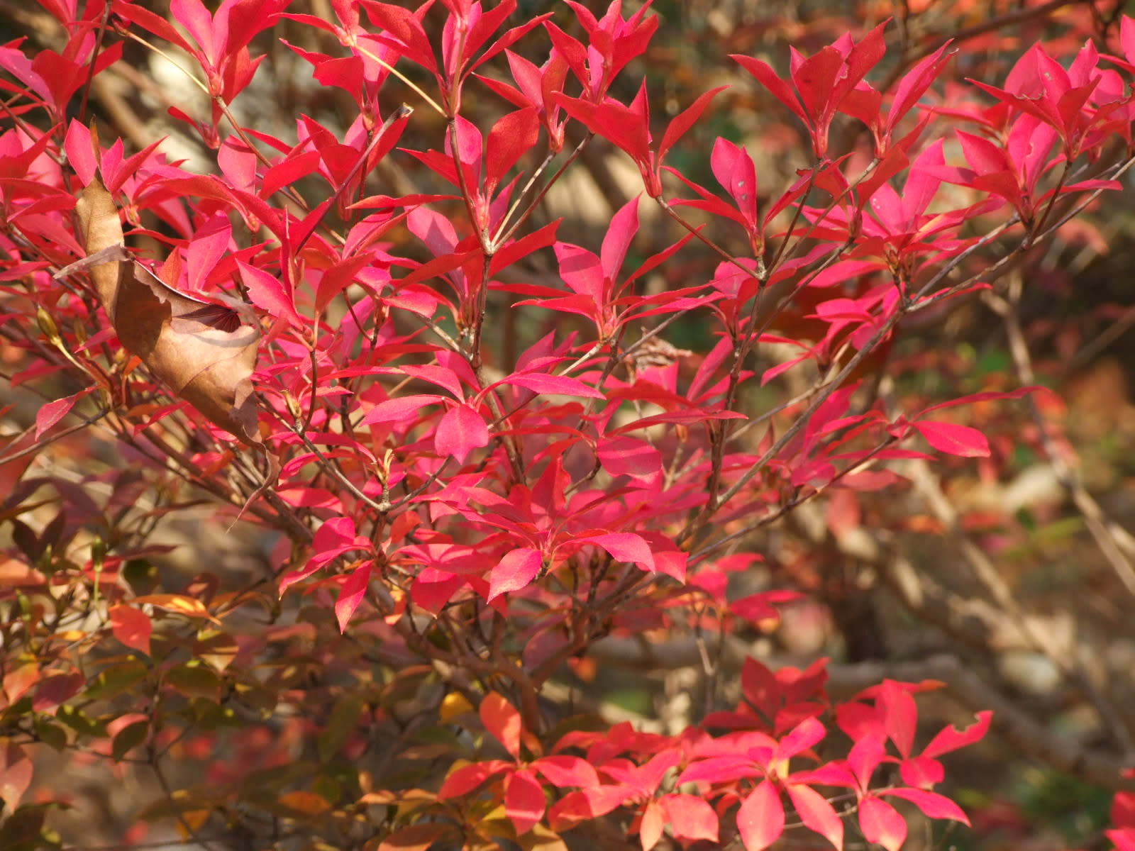 ドウダンツツジの紅葉 季節の花