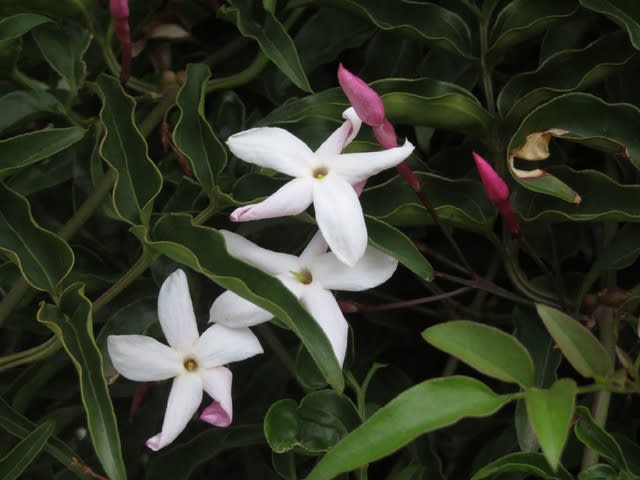 猛烈なジャスミンの香を放つソケイ 野の花 庭の花