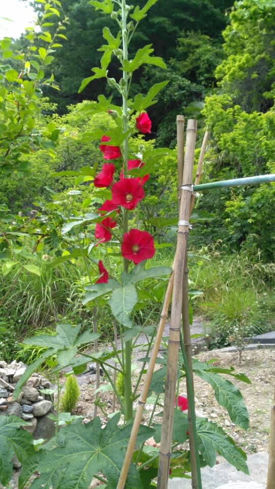 初夏の花 赤 ワイルド ガーデン 初夏の花 赤 ワイルド ガーデン